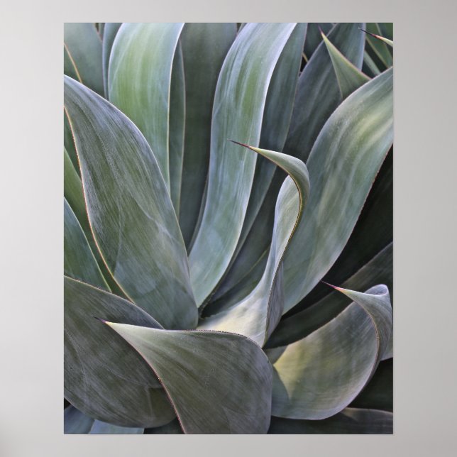 Poster Faded Succulant Details, 2017 (Devant)