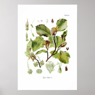 Poster Fagus silvatica (hêtre)