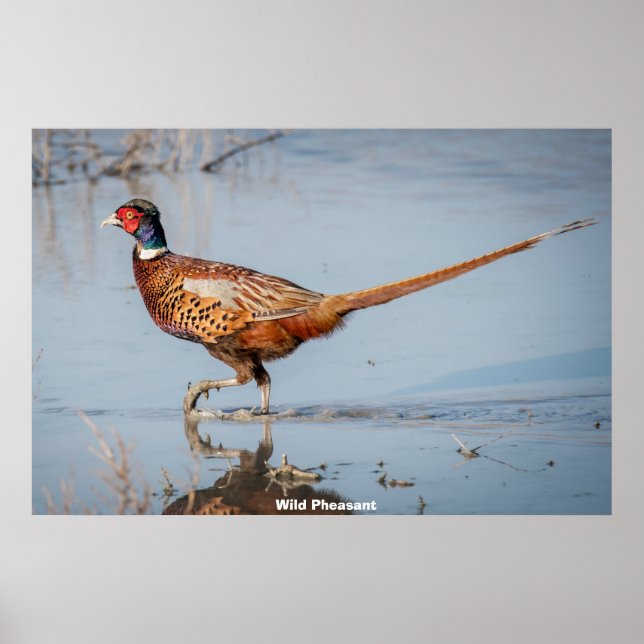 Poster Faisan sauvage (Devant)