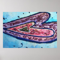 Poster Faith Heart Imprimer