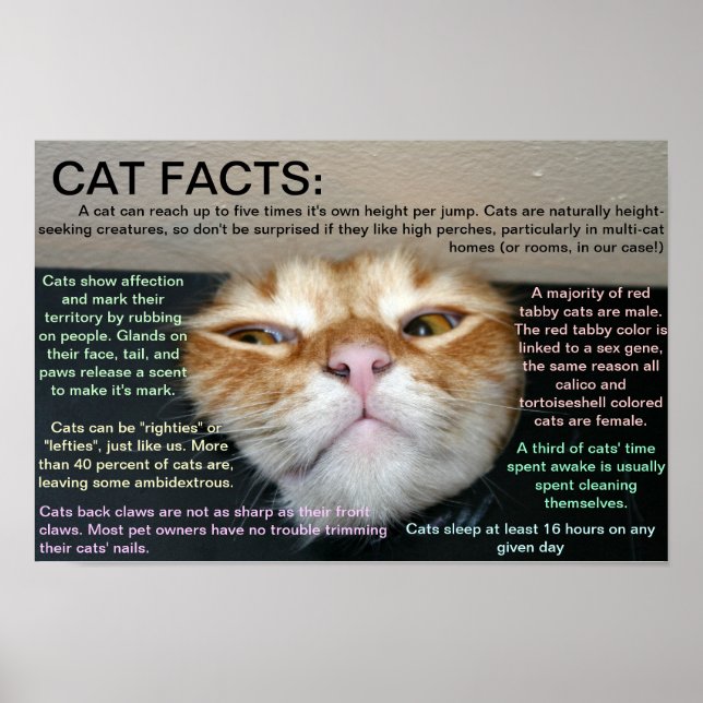 Poster Faits relatifs au chat 3 (Devant)
