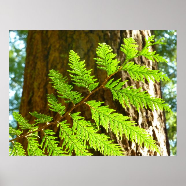 Poster Faits saillants d'un séquoia botanique (Devant)