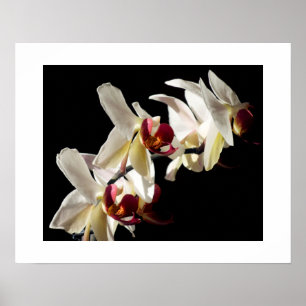 Poster Faits saillants floraux d'orchidées Phalaenopsis b