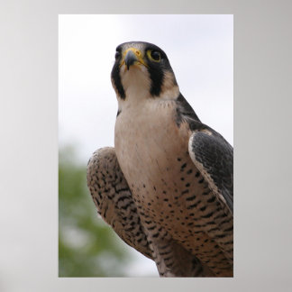 Poster Falcon
