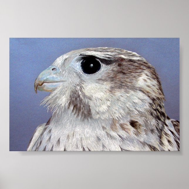 Poster Falcon des Prairies (Devant)