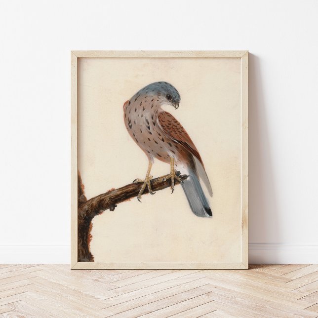Poster Falcon Hen Kestrel | William Lewin (Créateur téléchargé)