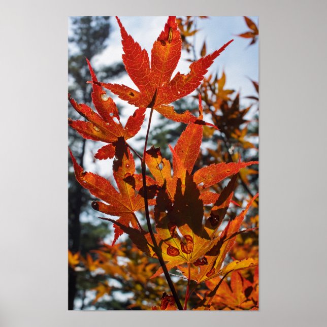 Poster Fall Leaves (Devant)