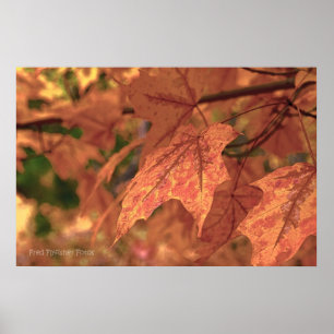 Poster Fall Maple Feuille HDR