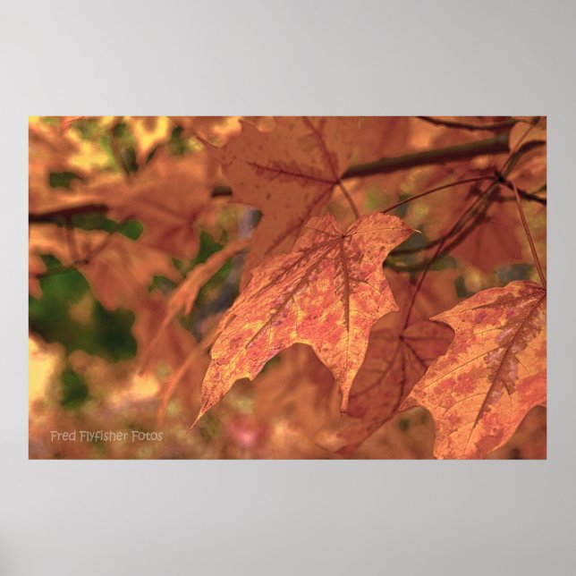 Poster Fall Maple Feuille HDR (Devant)