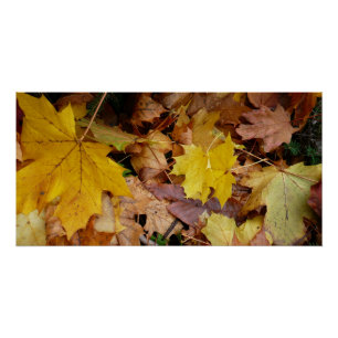 Poster Fallen Maple Feuille Jaune Automne Nature