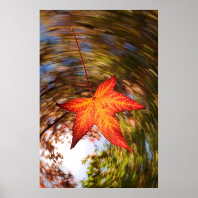 Poster Falling Leaf d'un arbre en automne (Devant)