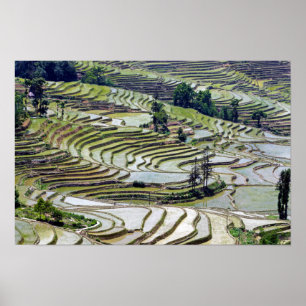 Poster Fameuses rizières en terrasses de Yuanyang - Yunna