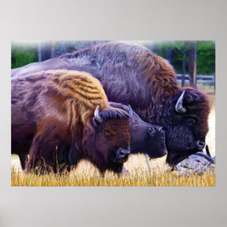 Poster Famille American Bison