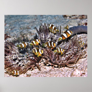 Poster Famille Anenomefish de Clarke