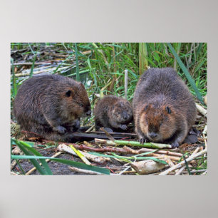 Poster Famille Beaver