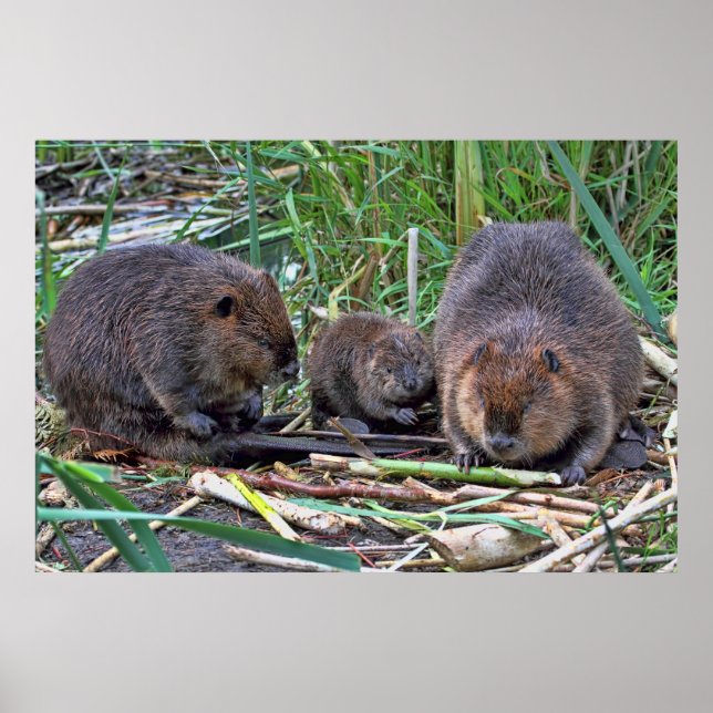 Poster Famille Beaver (Devant)