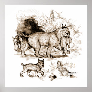 Poster Famille Bobcat