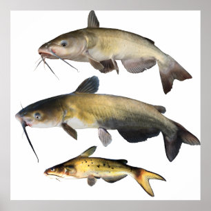 Poster Famille Catfish