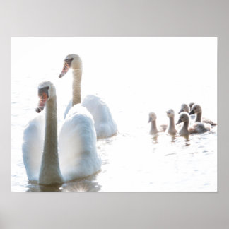 Poster Famille Cygne Blanc avec Cygnets Pêle-Mêle Faune P