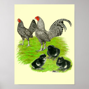 Poster Famille de Bantam barré de vieil anglais