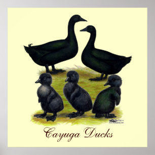 Poster Famille de canards Cayuga