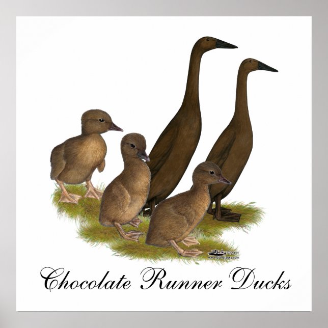 Poster Famille de canards coureurs de chocolat (Devant)