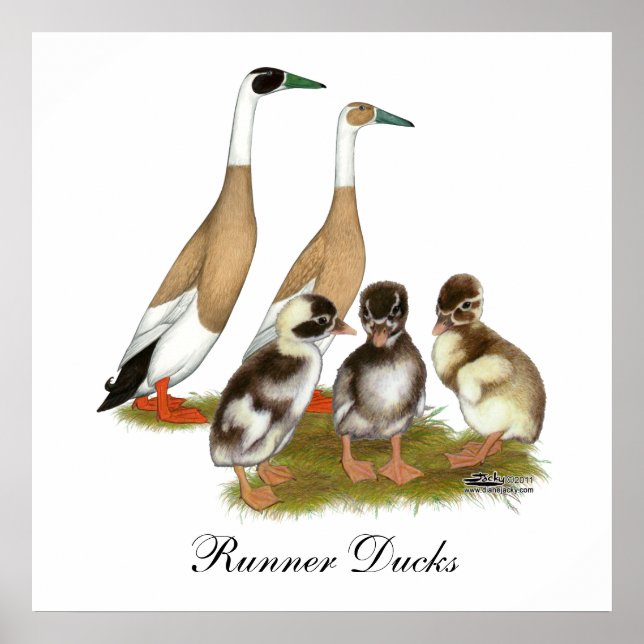 Poster Famille de canards coureurs encilés (Devant)