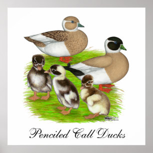 Poster Famille de canards d'appel crêpé