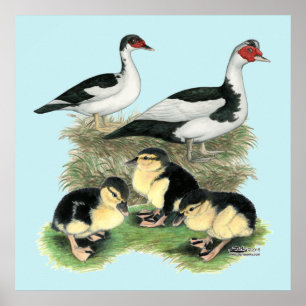 Poster Famille de canards Muscovy à pieds noirs