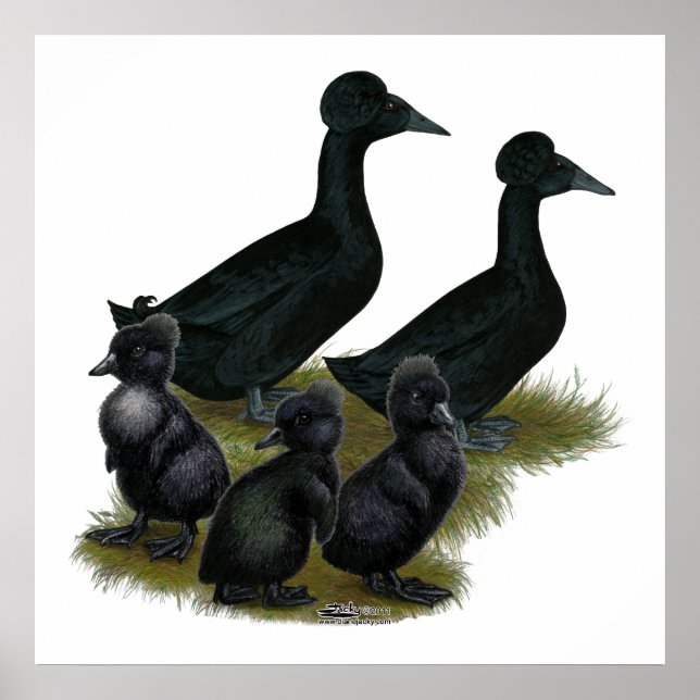 Poster Famille de canards noirs en cage (Devant)