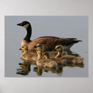 Poster Famille de canards sauvages