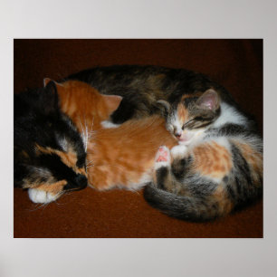 Poster Famille de chatons endormis