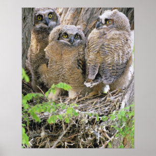 Poster Famille de jeunes grands-ducs d'Amérique (Bubo vir
