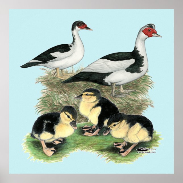 Poster Famille de muscovy de canards noirs (Devant)