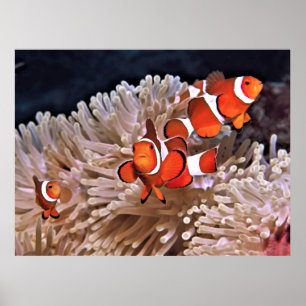 Poster Famille de poissons clowns