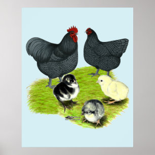 Poster Famille de poules Orpington bleues