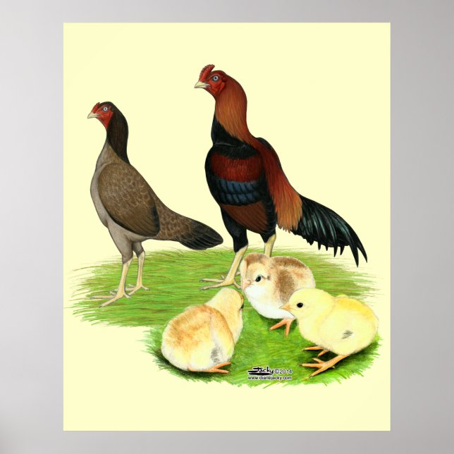 Poster Famille de poulet Aseel Wheaten (Devant)
