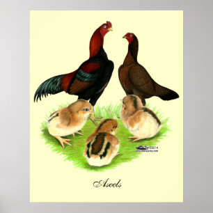 Poster Famille de poulet rouge noir Aseel