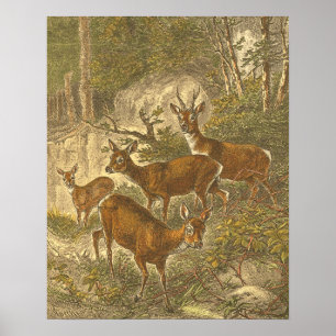 Poster Famille de Roe - Cerfs dans une forêt