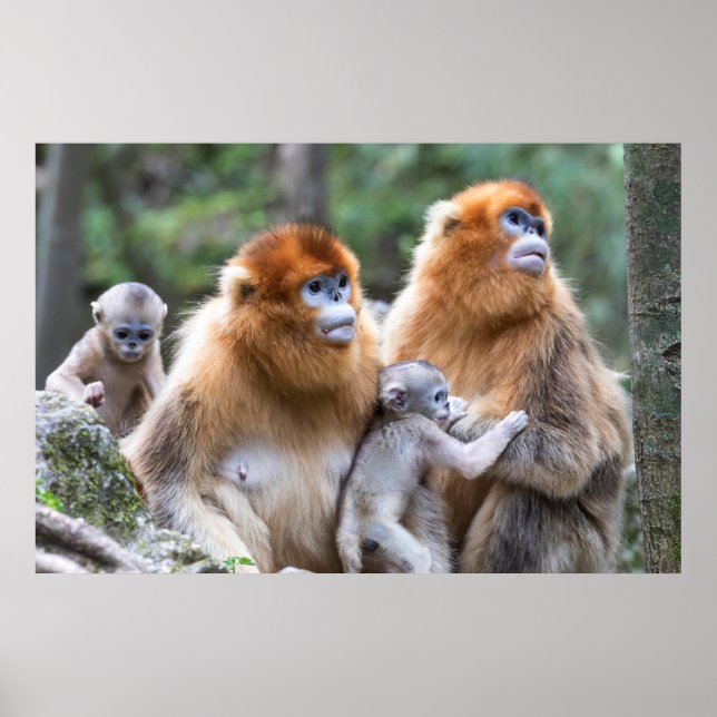 Poster Famille de singes à nez doré (Devant)