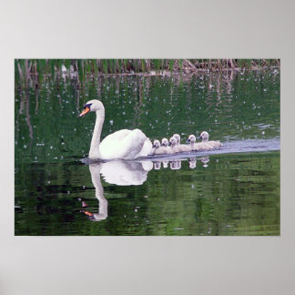 Poster Famille De Swans