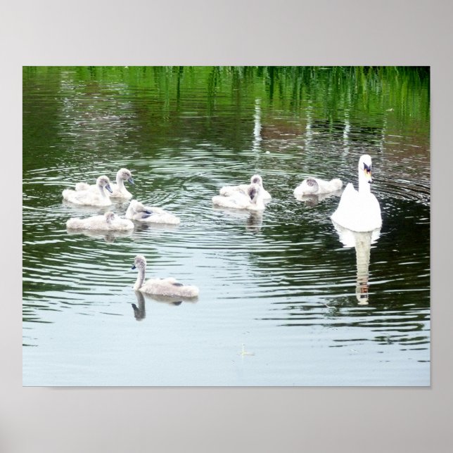 Poster Famille De Swans (Devant)