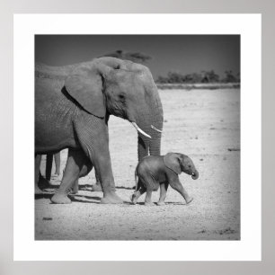 Poster Famille d'éléphants