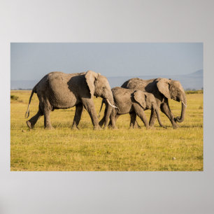 Poster Famille d'éléphants en marche