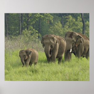 Poster Famille d'éléphants indiens