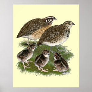 Poster Famille des Cailles Coturnix