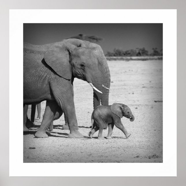Poster Famille des éléphants (Devant)