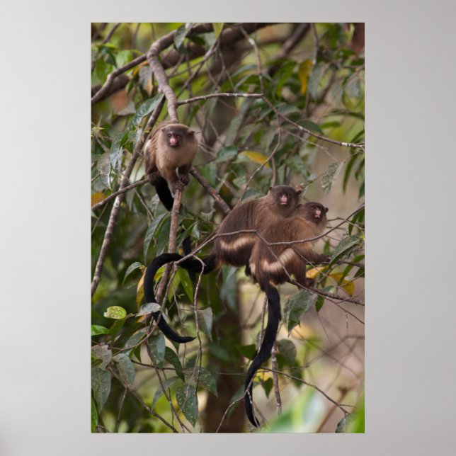 Poster Famille des singes de Marmoset (Devant)