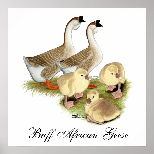 Poster Famille d'oies africaines (Devant)
