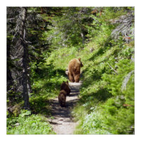 Famille d'ours bruns
